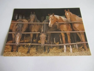 Arabské plnokrevné klisničky