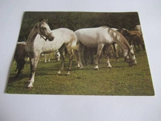 Lipicáni na pastvě