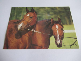 Arabské plnokrevné klisny