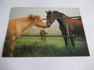 Fjordský kůň a anglický polokrevník