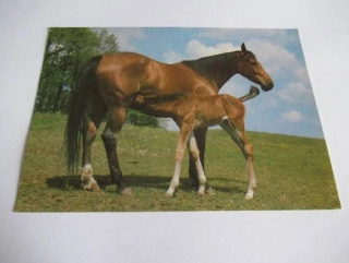 Anglický polokrevník