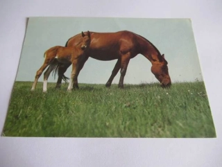 Anglický polokrevník