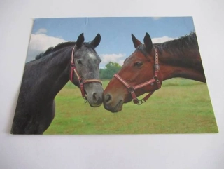 Český teplokrevník