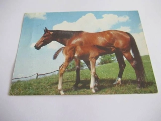 Anglický polokrevník