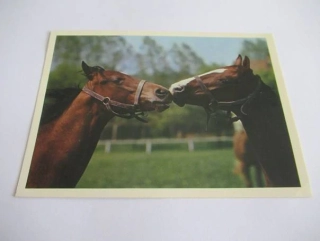 Anglický plnokrevník