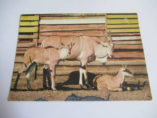 Antilopa losi s mladými