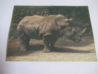 Nosorožec tuponosý