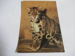 Levhart obláčkový