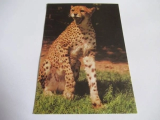Gepard