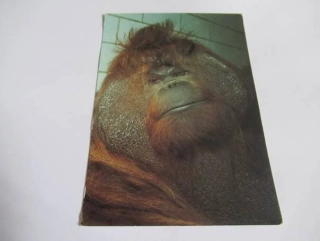Orangutan bornejský