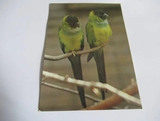 Klinochvost zelený a Aratinga kubánský