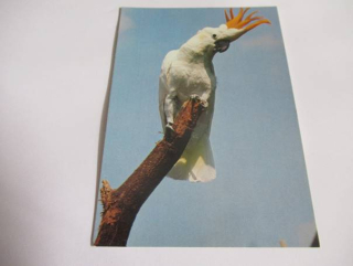 Kakadu zlatochocholatý