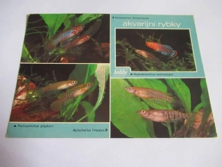 Akvarijní rybky