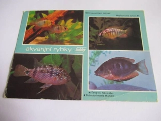 Akvarijní rybky
