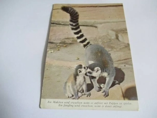 Lemur catta
