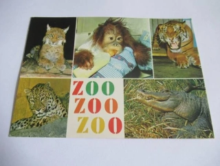 Rys - mládě orangutana - tygr..