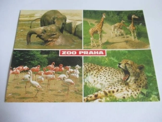 Slon indický - žirafa - plameňák - gepard