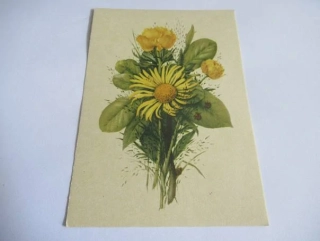 L. Jiřincová - Květina