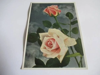 Růže