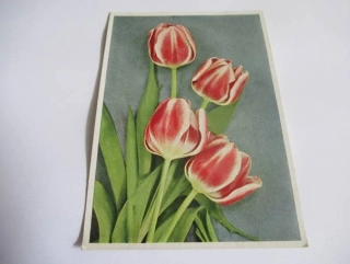 Tulipány