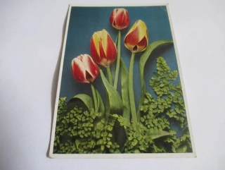 Tulipány