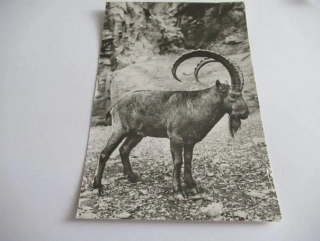 Kozorožec Sibiřský