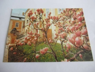 Státní zámek Krásný Dvůr - Kvetoucí magnolie