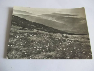 Krkonoše - horské louky